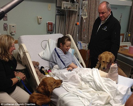 金毛犬為波士頓爆炸案?jìng)邘g樂 金毛犬為波士頓爆炸案?jìng)邘g樂