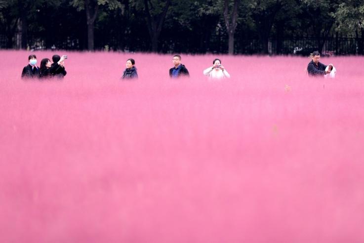 邂逅這片“粉霧?！?>
     <p>邂逅這片“粉霧海”</p>
</a>
        </div>
    </div>
    <!--推薦圖集end-->
    <div   id=