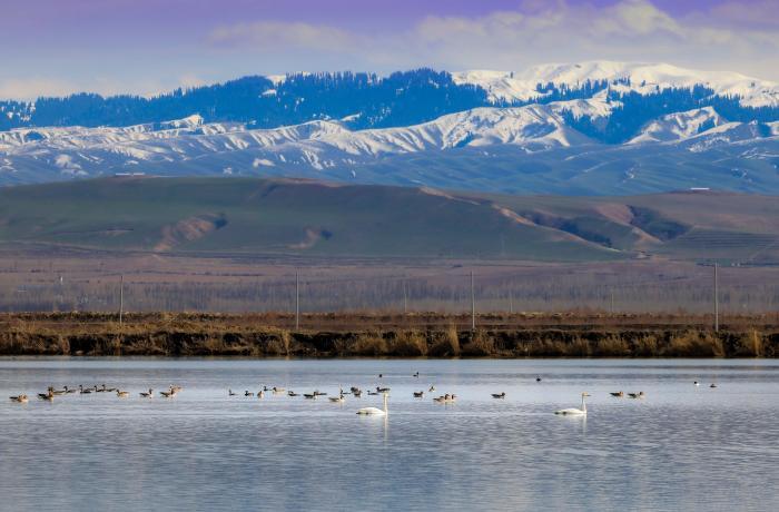那拉提國(guó)家濕地公園：候鳥歸來舞翩躚