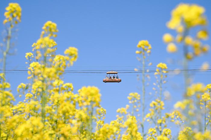 賞春花、品春菜 重慶民眾邂逅春日浪漫
