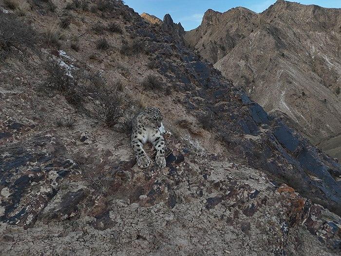 無人機(jī)記錄雪豹休憩影像