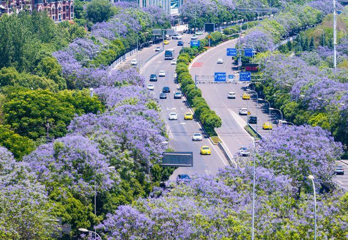 重慶藍(lán)花楹盛開 城市道路變身“紫色花海”