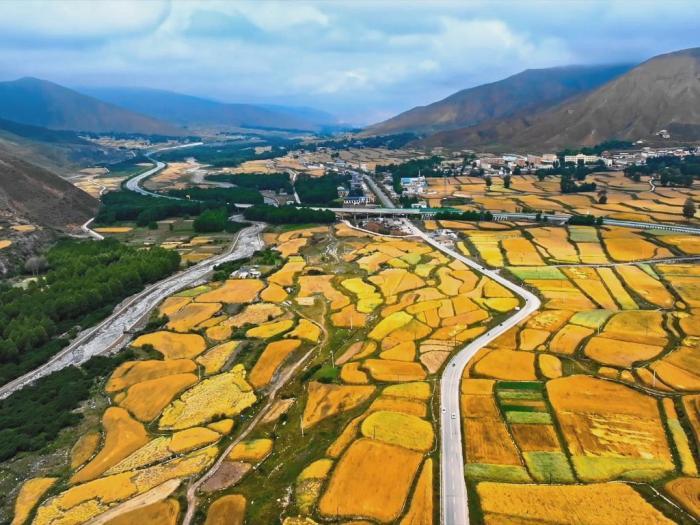 立秋時節(jié)高原青?！柏S景”初現(xiàn)