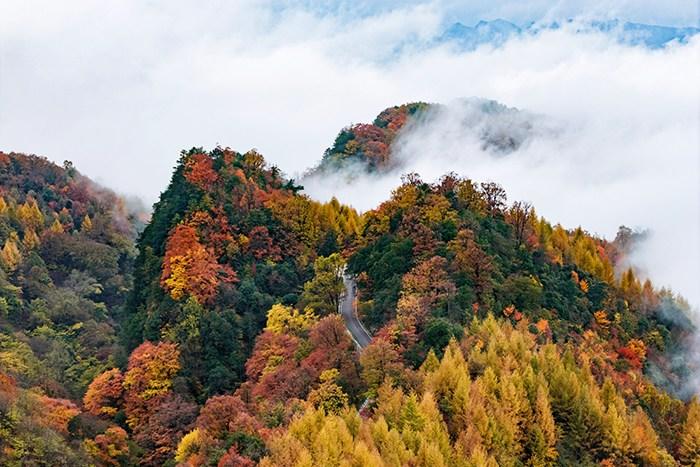 四川旺蒼米倉(cāng)山萬山紅遍