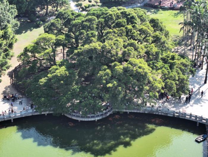 榕城“榕樹王”獨木成林 冠幅達1330平方米