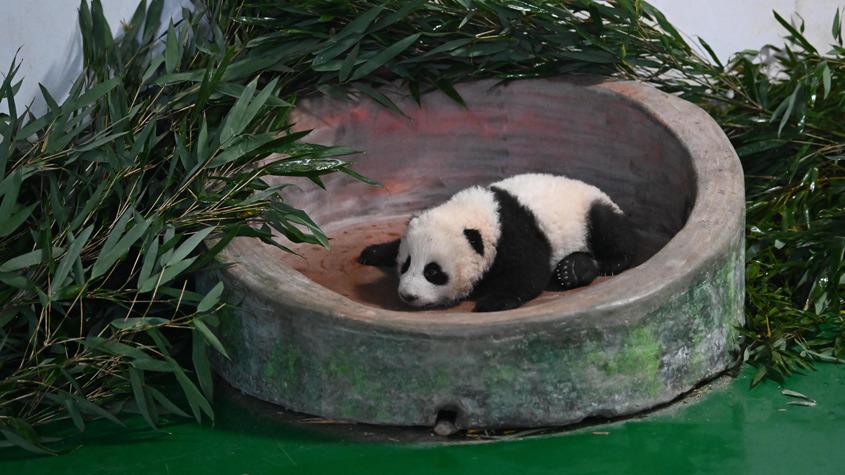 甘肅首只人工圈養(yǎng)繁育大熊貓幼崽迎百天