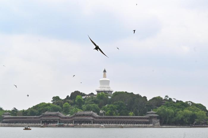 北京雨燕北海公園翱翔