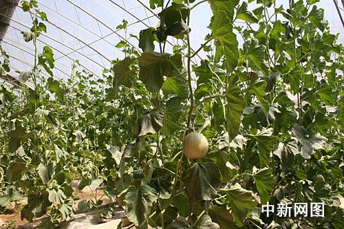 ������˹�����M(j��n)�ǽ����˻@�ӡ����̣�׌������ϡ����Ĳˡ����D��ʮ���B���l(xi��ng)�����(n��i)�ľGɫ�ЙC(j��)�߲���