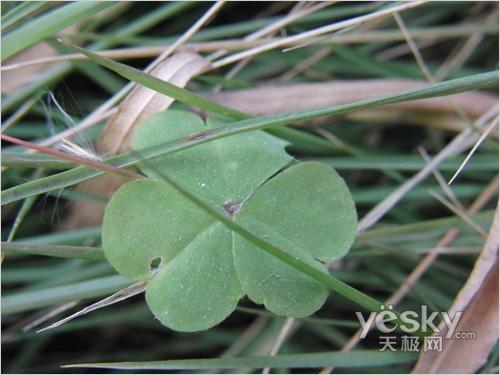 最甜蜜最幸福 蜜月情侶專用數(shù)碼相機推薦