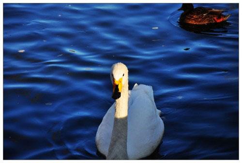 本周數(shù)碼相機(jī)市場 消費(fèi)者關(guān)注度前十熱機(jī)