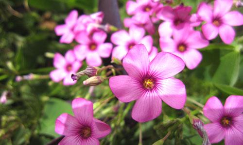 本周數(shù)碼相機(jī)市場 消費(fèi)者關(guān)注度前十熱機(jī)