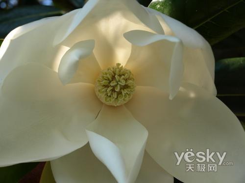 十一出游專業(yè)之選 市場熱門單反相機(jī)推薦