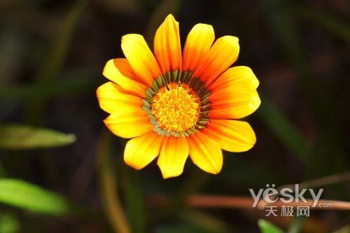 十一出游專業(yè)之選 市場熱門單反相機(jī)推薦