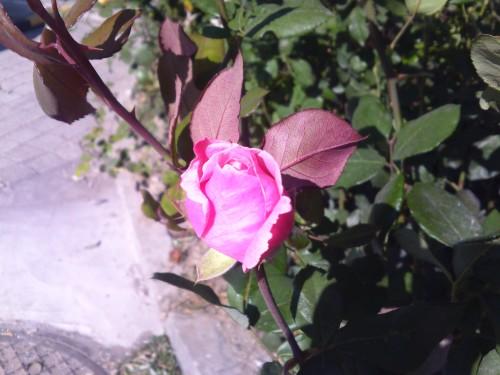 21:9寬屏怪獸手機(jī) LG BL40e評測報(bào)告