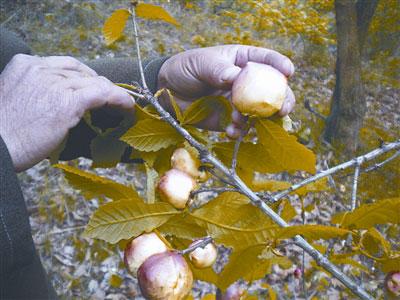 ���ް�����(sh��)�ϽY(ji��)���ֹ�