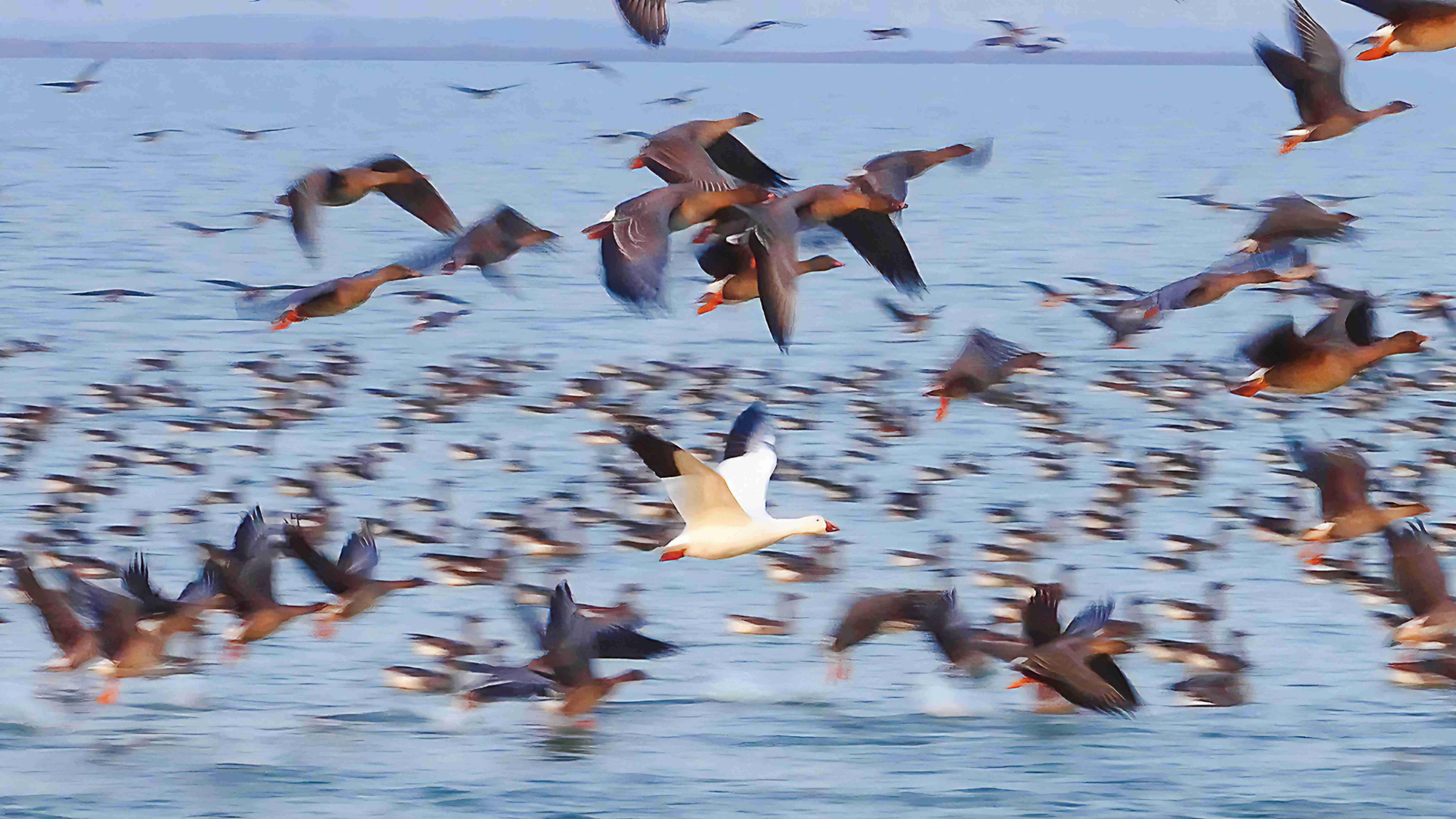 增至335種！衡水湖首次記錄到國(guó)內(nèi)罕見鳥類雪雁