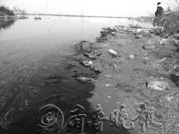 膠州灣鳥(niǎo)類遭油污之災(zāi)11只受污染海鳥(niǎo)僅3只存活