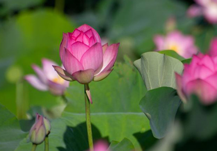 端午假期?？诎佼€荷花綻放引客來(lái)