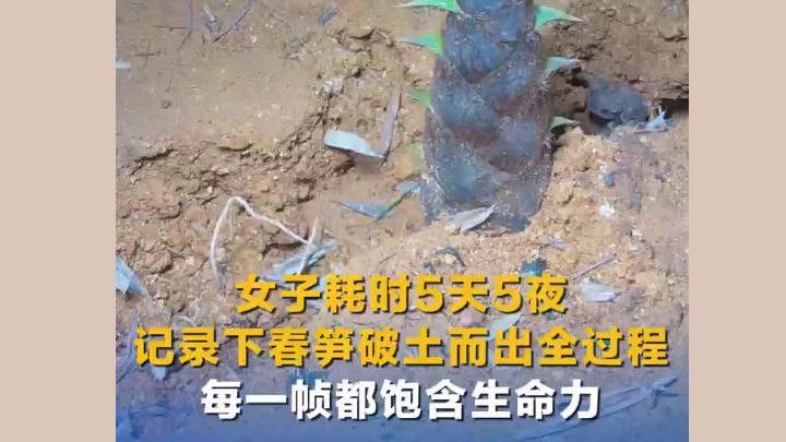女子耗時(shí)5天5夜記錄下春筍破土而出全過程