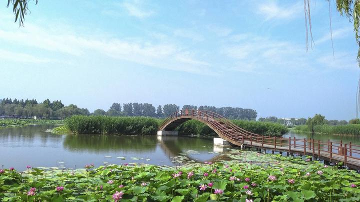 江山如此多嬌丨荷開(kāi)十里，不如泛舟白洋淀，和你……