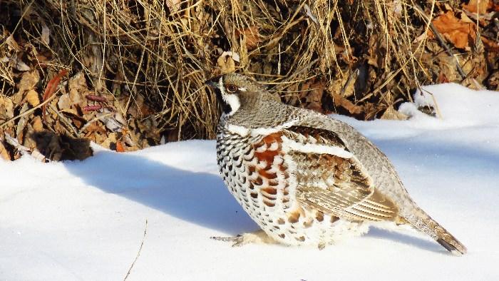 -30℃！花尾榛雞勇敢做客“中國冷極”
