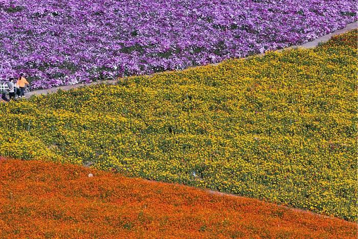 美！江蘇淮安白馬湖畔色彩繽紛秋意濃