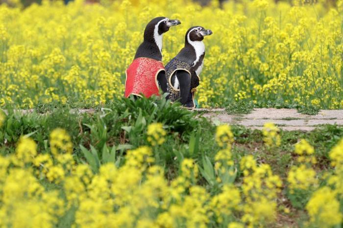 愜意！南京海底世界洪氏環(huán)企鵝戶外踏青“享”春光