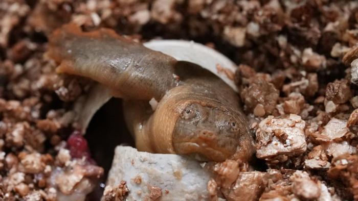 浙江青田：“水中大熊貓”黿陸續(xù)破殼而出