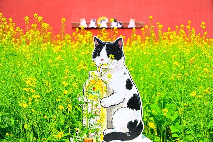 北京北海公園油菜花盛開 “小貓咪”入畫添趣
